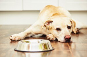 Dog With Upset Stomach Lying Beside Bowl | www.vitacost.com/blog