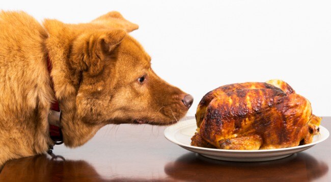 Human Food for Dogs