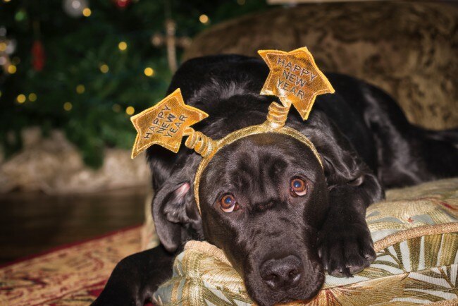 Dog Safety Tips for New Year's Eve Keep Your Dog Safe on New Year's Eve