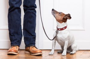 Dog on Leash Waiting for Owner to Take Him for a Walk | Vitacost.com/blog
