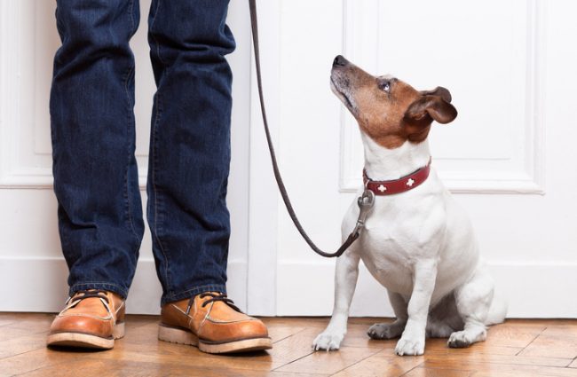6 New Year's Resolutions for Pet Parents Dog on Leash Waiting for Owner to Take Him for a Walk | Vitacost.com/blog