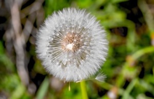 5 Natural Ways to Deal With Allergies in Spring