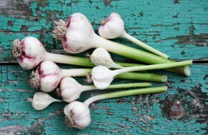 Bouquet of Garlic Bulbs for Health