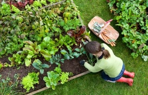Woman Following Gardening Tips for Safety Vitacost.com Blog