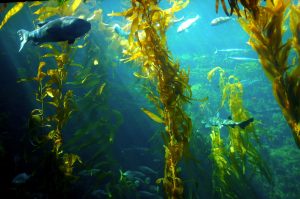 Seaweed Under Water with a Couple Fish Indicate the Rich Nutrition & Benefits of the Sea Vegetables | Vitacost.com/blog