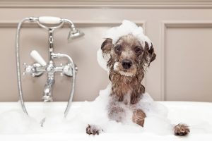 Dog in bathtub covered in bubbles | Vitacost.com/Blog