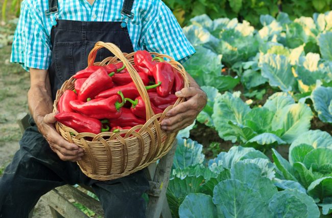 Companies That Give Back: How Frontier Co-Op Makes Difference Co-Op Farmer Harvesting Organic Red Peppers as Part of Sustainable Sourcing Program | Vitacost.com/blog