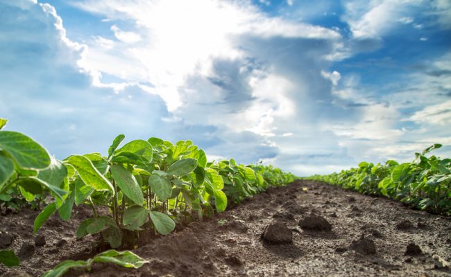 GMOs, Our Food & the Bayer-Monsanto Merger