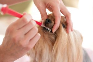 Brushing Pet's Teeth at Home | Vitacost.com/Blog