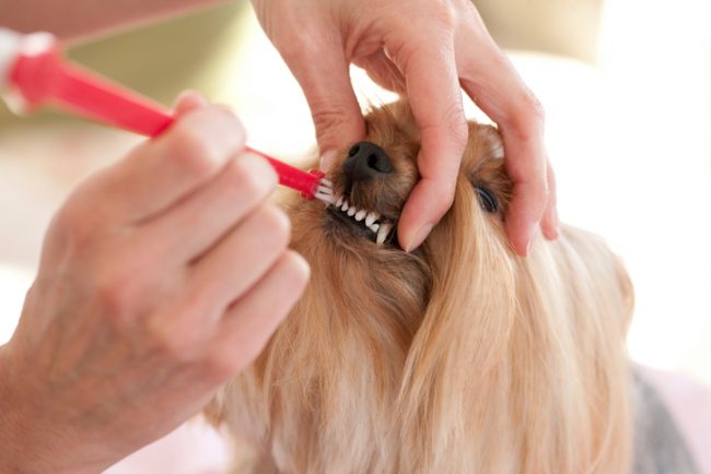 Brushing Pet's Teeth at Home | Vitacost.com/Blog