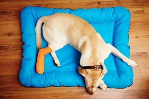 Cast from Pet First Aid Kit on Leg of Injured Dog Lying on Blue Mat | Vitacost.com/blog