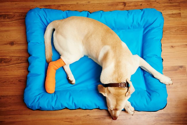 First Aid for Pets: 5 Common Injuries & How to Treat Them Cast from Pet First Aid Kit on Leg of Injured Dog Lying on Blue Mat | Vitacost.com/blog