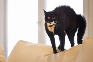 Black Cat on Couch Scared of Storm | Vitacost.com/Blog