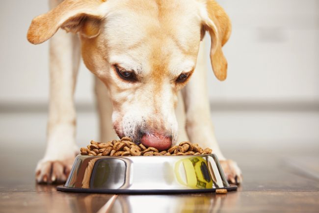 Labrador Retriever Eating Kibble From Bowl | Vitacost.com/Blog