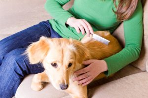 Woman in Green Shirt Combing Dog's Fur to Prevent Shedding | Vitacost.com/blog