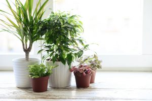 Assortment of Houseplants to Help Reduce Indoor Air Pollution in Home | Vitacost.com/blog