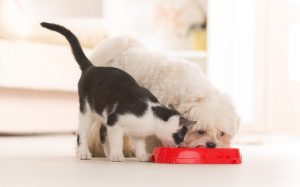 Pets With Good Digestive Health Eating Food Enriched With Probiotics for Dogs & Cats | Vitacost.com/blog