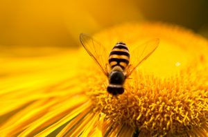 Close-up Image of Honey Bee Pollinating Bright Yellow Flower | Vitacost.com/blog