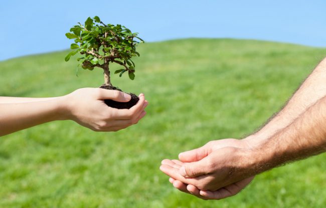 Earth-Friendly Tree Planting Scene to Represent B Corps Environmental Efforts | Vitacost.com/blog
