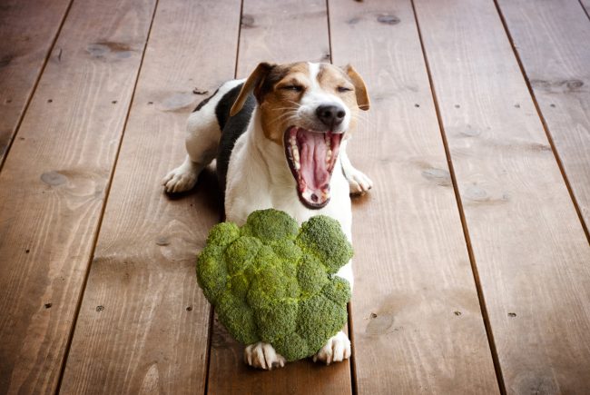 Vegan Dog on Deck with Head of Broccoli