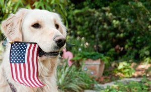 Dog with American Flag in His Mouth Might Be Scared of Fireworks | Vitacost.com/blog