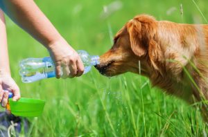 Remedying Signs of Dehydration by Letting Dog Drink From Water Bottle | Vitacost.com/blog