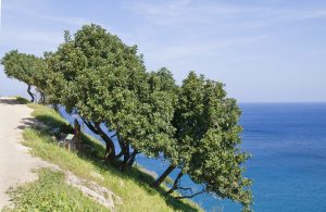 Mastic Tree on Greece Coastline Produces Mastic Gum for its Benefits | Vitacost.com/blog