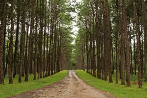 Pine Tree Forest, a Source of Pycnogenol (Pine Tree Extract)
