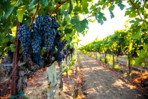 California Purple Grape Vines Provide Grape Seed Benefits | Vitacost.com/blog