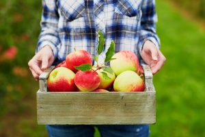Woman in Plaid Carries Bushel of Gala Apples, Discovers Apple Nutrition & Health Benefits | Vitacost.com/blog