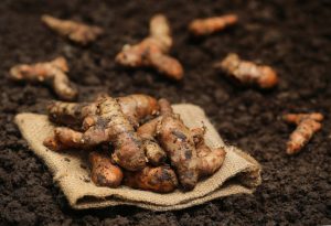 Hawaiian Turmeric in Dirt on Burlap | Vitacost.com/blog
