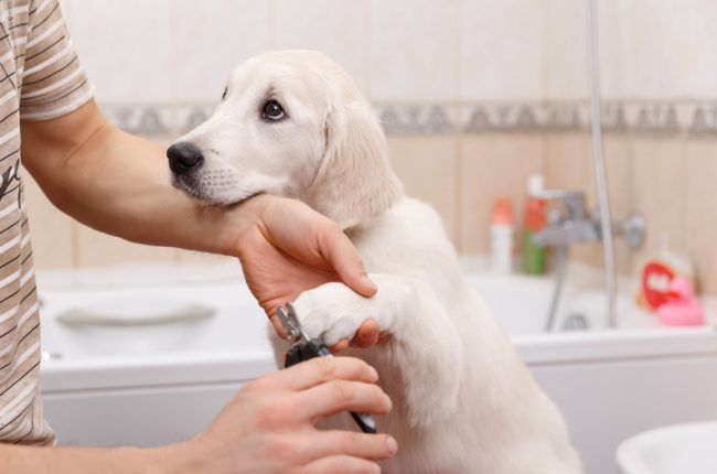 White Puppy in Bathroom Getting Nails Trimmed by Owner | Vitacost.com/blog