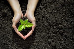 Hands Cupping Sprouting Plant in Soil Improved by Regenerative Agriculture | Vitacost.com/blog