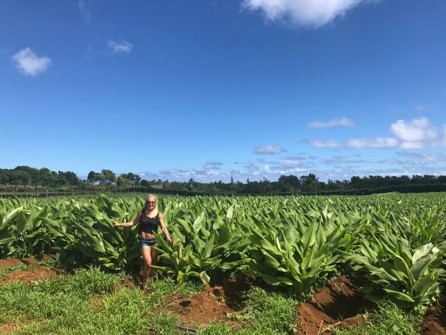 Turmeric Plants at Kauai Organic Farms | Vitacost.com/blog