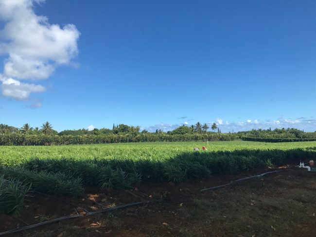 Open Field at Kauai Organic Farms | Vitacost.com/blog