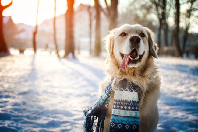Golden Retriever Wearing Sweater in the Snow | Vitacost.com/blog