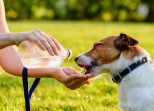 Dog Drinking Bottled Water out of Woman's Hand | Vitacost.com/blog