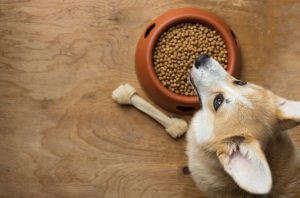 Dog Protected From Pet Food Recall Standing in Front of Bowl of Safe Food | Vitacost.com/blog