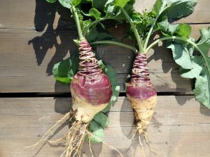 Nutritious Rutabaga with Leafy Green Tops | Vitacost.com/Blog