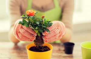 Woman Enjoying Benefits of Gardening Transferring Flower Plant to Yellow Pot | Vitacost.com/blog