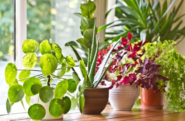 On a Window Sill are Common House Plants That Can Help Clear the Air in Your Home | Vitacost.com/blog