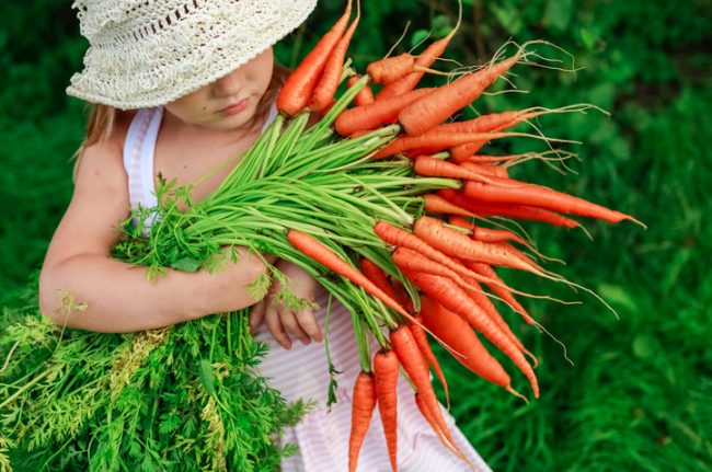 Girl in Sunhat Carrying Bundle of Carrots Freshly Picked from a Children's Garden | Vitacost.com/blog
