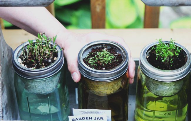 Woman Tending to Plants Growing in a Mason Jar DIY Kitchen Herbs Garden  | Vitacost.com/blog