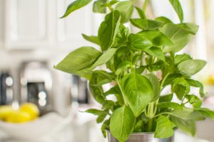 Fresh Basil Plant Carefully Placed in Home to Ward of Bugs | Vitacost.com/Blog