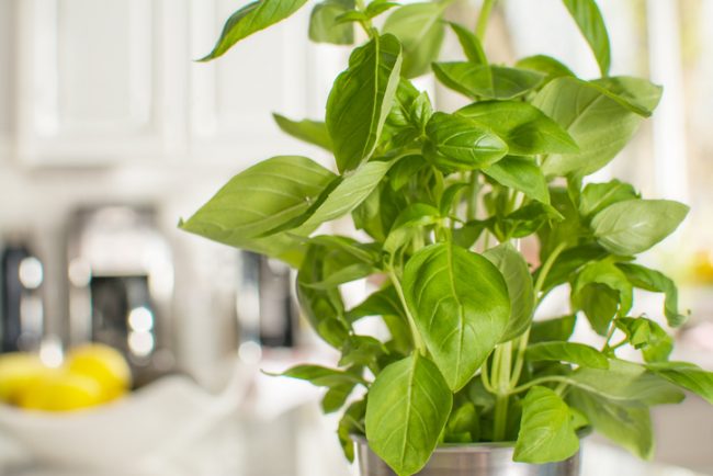 Fresh Basil Plant Carefully Placed in Home to Ward of Bugs | Vitacost.com/Blog