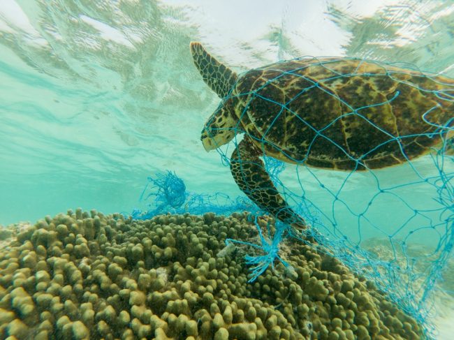 Plastic Pollution in Ocean Traps Turtle in a Net | Vitacost.com/blog