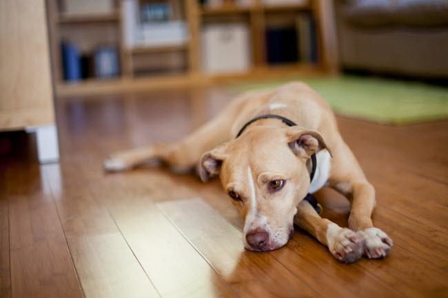 Sad-Looking Dog in Pain Lying on Hardwood Floor in Need of Holistic Pet Care | Vitacost.com/blog