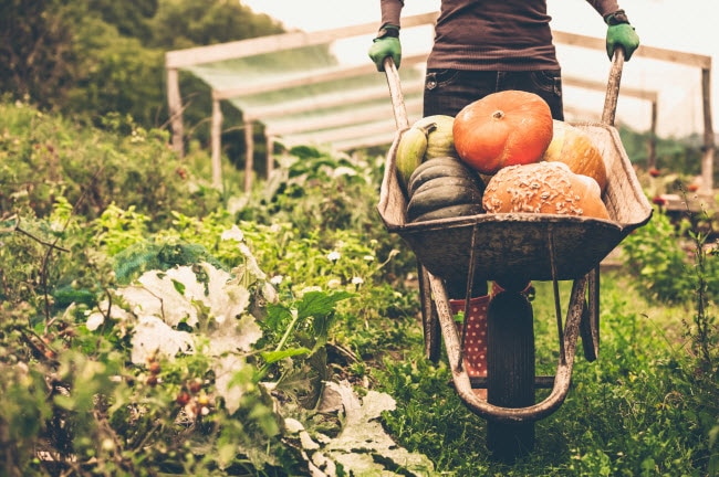 Fall Fitness: 5 Outdoor Exercises  Woman Using Autumn Workout Ideas Focusing on Fall Fitness Walking in Garden With Wheelbarrow Full of Pumpkins | Vitacost.com/blog