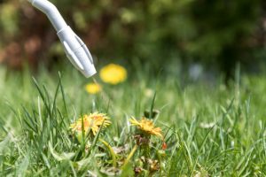 Glyphosate Weed Killer Being Sprayed from White Nozzle onto Dandelions in Grassy Field | Vitacost.com/blog