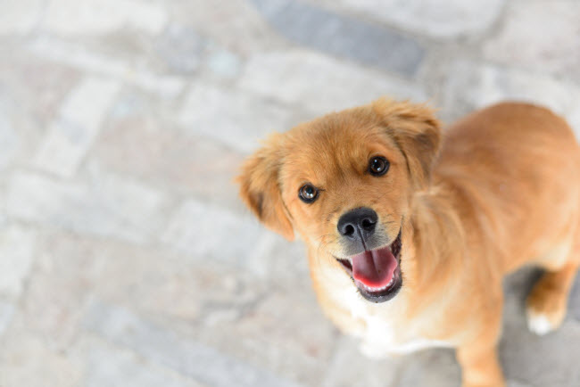 Smiling Golden-Haired Puppy Representing the Positive Effects of Pets and Mental Health | Vitacost.com/blog